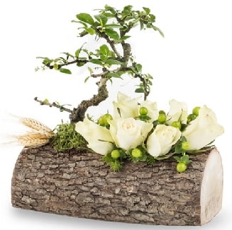 Doğal kütükte bonsai ağacı ve 7 beyaz gül  Ankara kalaba çiçek gönderme sitemiz güvenlidir 