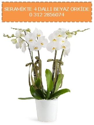 Seramikte 4 dallı beyaz orkide  Ankara pursaklar cicekciler , cicek siparisi 