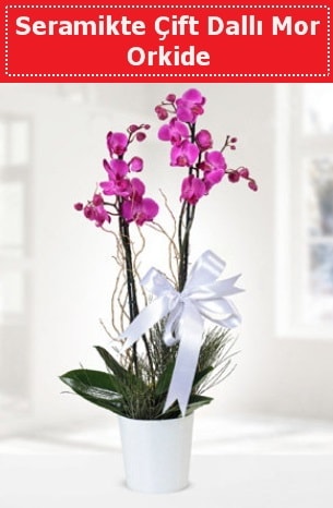 Seramikte Çift Dallı Mor Orkide  Ankara atapark kaliteli taze ve ucuz çiçekler 