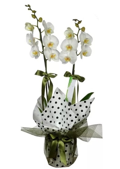 Çift Dallı Beyaz Orkide  Ankara sanatoryum çiçek servisi , çiçekçi adresleri 