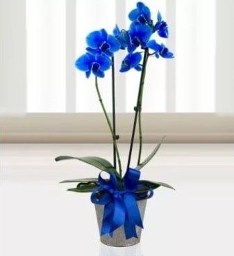 Çift dallı mavi orkide  Ankara esertepe çiçek yolla , çiçek gönder , çiçekçi  