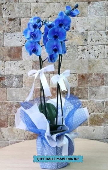 çift dallı ithal mavi orkide  Ankara aşağı eğlence çiçek yolla 