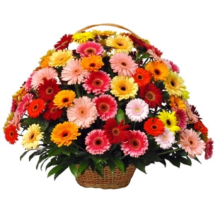 Karışık renkli büyük gerbera sepet aranjmanı  Ankara kalaba çiçek gönderme sitemiz güvenlidir 