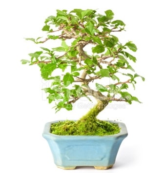 S zerkova bonsai kısa süreliğine  Ankara Etlik çiçek gönderme 