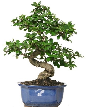 21 ile 25 cm arası özel S bonsai japon ağacı  Ankara Keçiören online çiçekçi , çiçek siparişi 