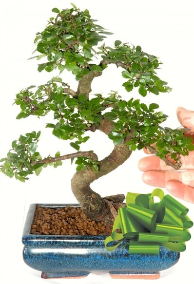 Yaklaşık 25 cm boyutlarında S bonsai  Ankara şentepe internetten çiçek siparişi 
