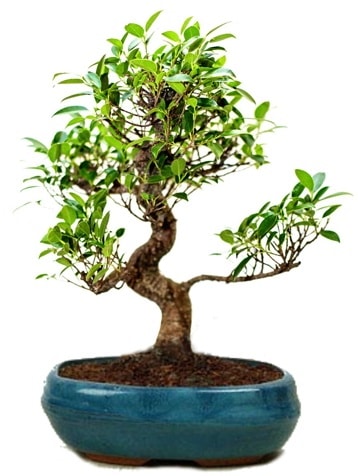 25 cm ile 30 cm aralığında Ficus S bonsai  Ankara kalaba çiçek gönderme sitemiz güvenlidir 