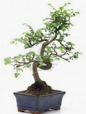 S gövde bonsai minyatür ağaç japon ağacı  Ankara esertepe çiçek yolla , çiçek gönder , çiçekçi  