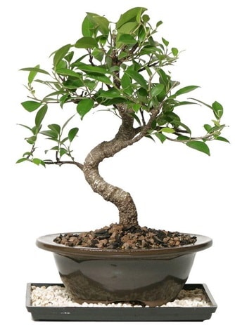 Altın kalite Ficus S bonsai  Ankara Keçiören online çiçekçi , çiçek siparişi  Süper Kalite