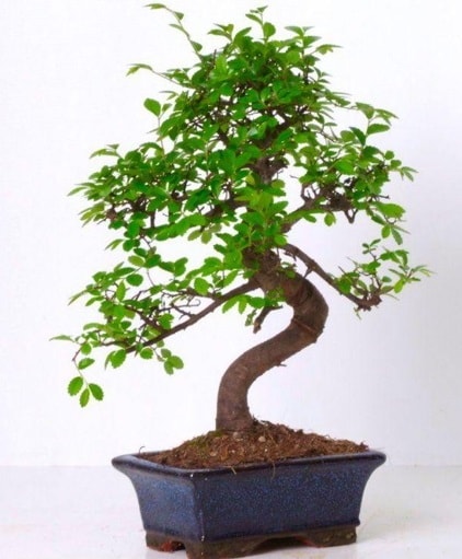 S gövdeli bonsai minyatür ağaç japon ağacı  Ankara kalaba çiçek gönderme sitemiz güvenlidir 