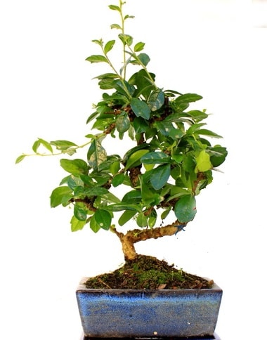 S gövdeli carmina bonsai ağacı  Ankara aşağı eğlence çiçek yolla  Minyatür ağaç