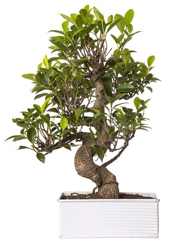 Exotic Green S Gövde 6 Year Ficus Bonsai  Ankara kalaba çiçek gönderme sitemiz güvenlidir 